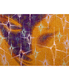 Perception NebulaTMN