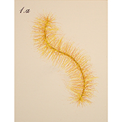 TMN_Species No.1a(Study)