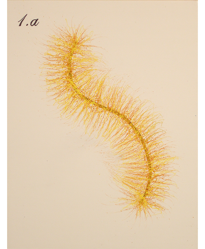 Species No. 1a (study)