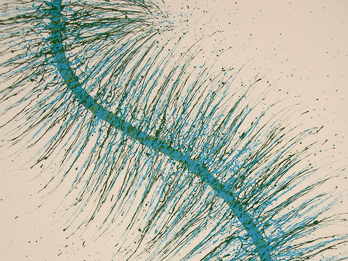 D1_Species No. 1b (Study)